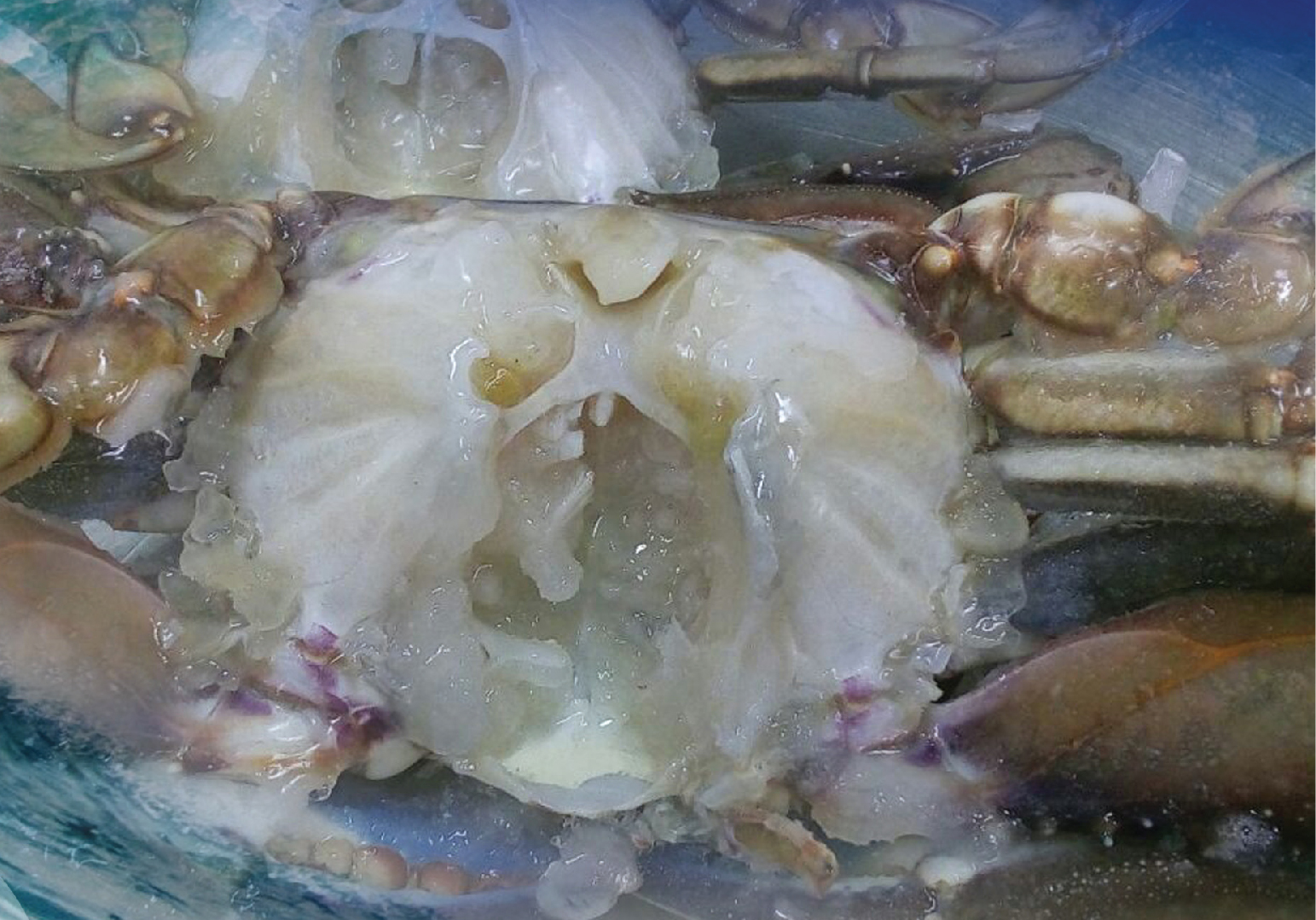Crustacea Whole Crabs